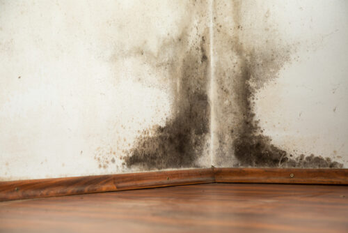 Prevent mold Growth After Flooding | Cleaning Surfside