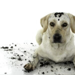 Cleaning tips for homes with pets