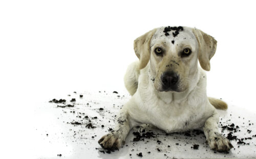 Cleaning tips for homes with pets