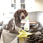 Pet-Friendly Cleaning Tips for a Clean and Odor-Free Home, The Clean Up Club Myrtle Beach SC.
