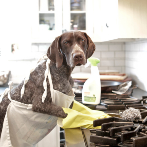 Pet-Friendly Cleaning Tips for a Clean and Odor-Free Home, The Clean Up Club Myrtle Beach SC.